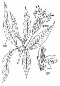 Adulsa Plant- Information and Uses 