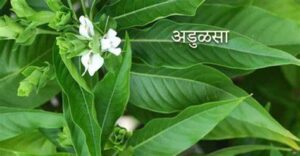 Adulsa Plant- Information and Uses