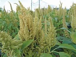 Amaranth ( Quinoa ) 