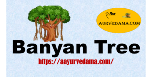 Banyan tree 