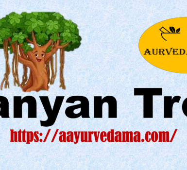 Banyan Tree 1