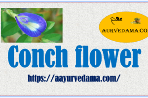 Conch flower 