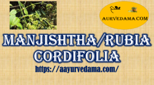 Manjishtha/Rubia cordifolia