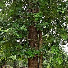 Raktchandan/Red Sandalwood/Pterocarpus santalinus