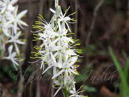 White Musli /Chlorophytum Borivilianum