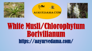 White Musli/Chlorophytum Borivilianum2