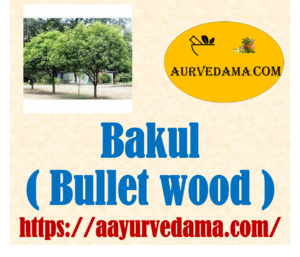Bakul ( Bullet wood ) 