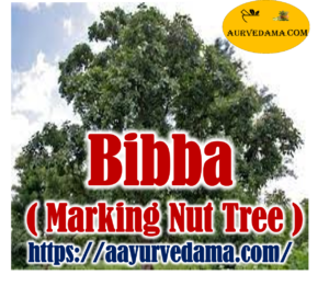 Bibba ( Marking Nut Tree )