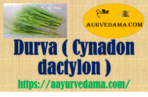 Durva ( Cynadon dactylon )