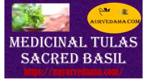 Medicinal tulas ( Sacred basil )