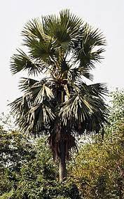 Palmyra palm 