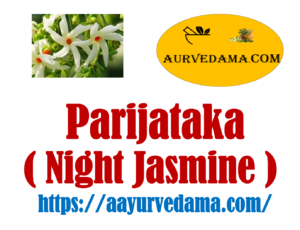 Parijataka ( Night Jasmine ) 