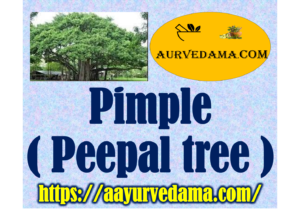 Pimple ( Peepal tree )  